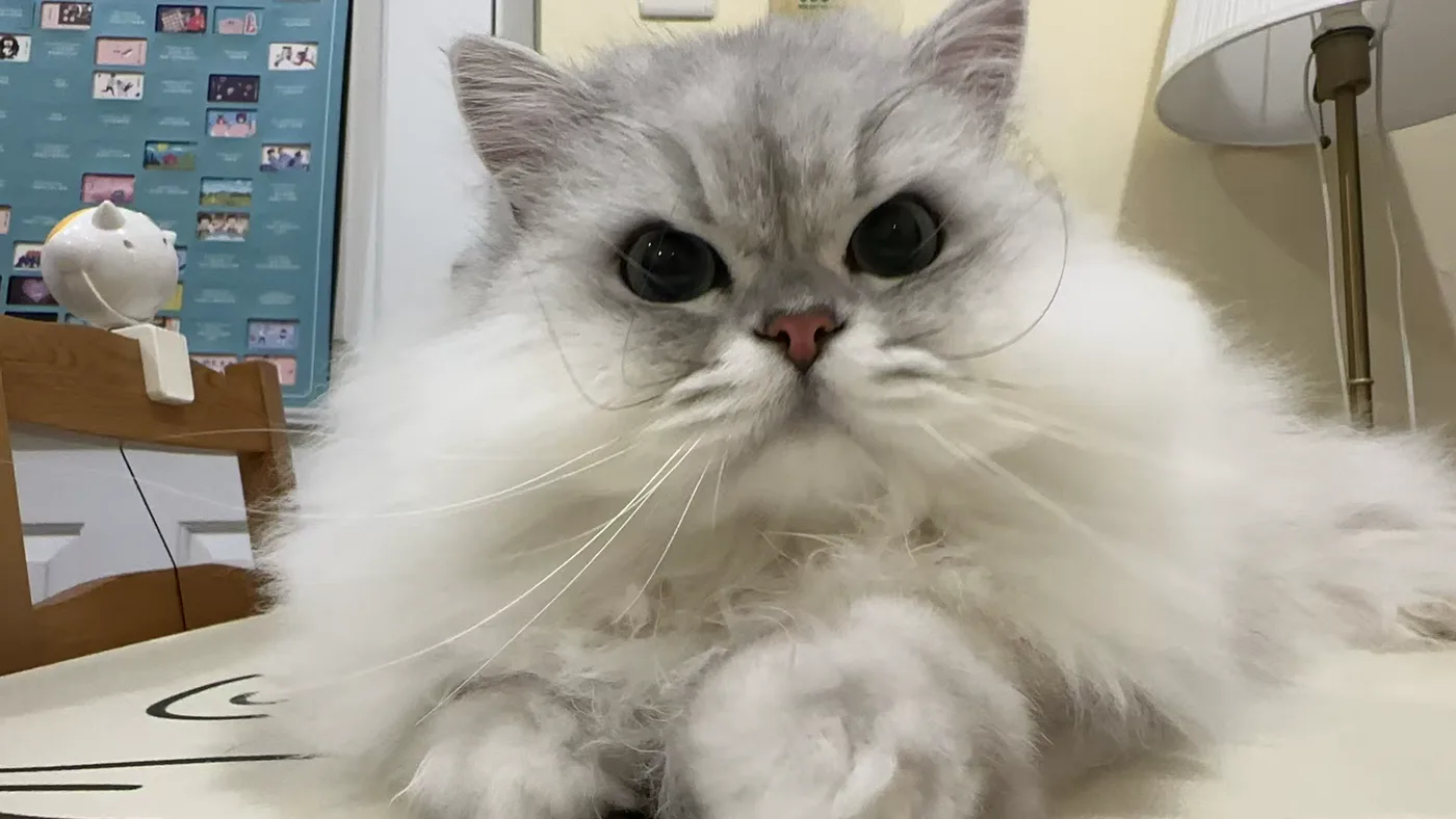 一起养的长毛银渐层猫咪包子